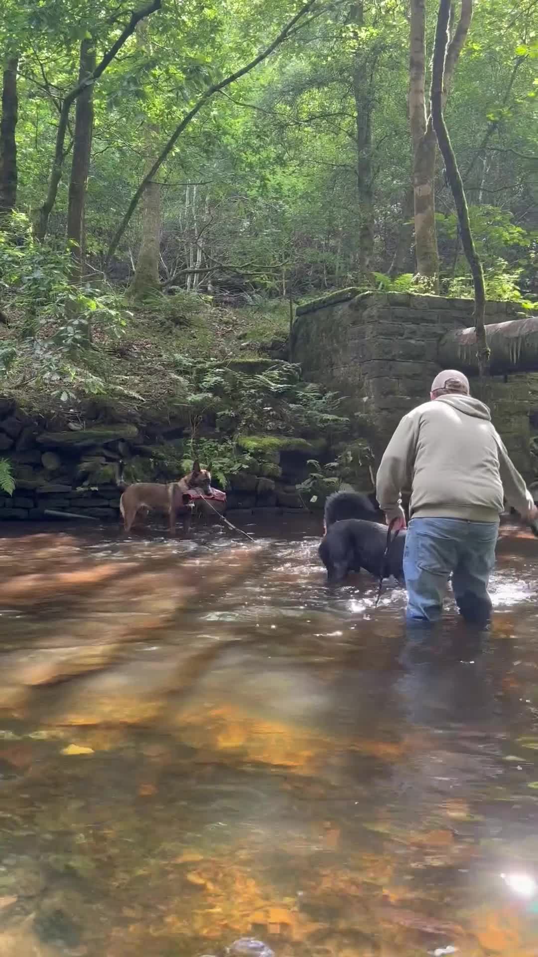Rottweiler dogs for stud: For stud  in Bolton - Video 3