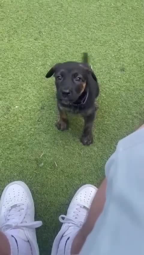 German Shepherd dogs for sale: Female King Dutch shepherd  - Video 1