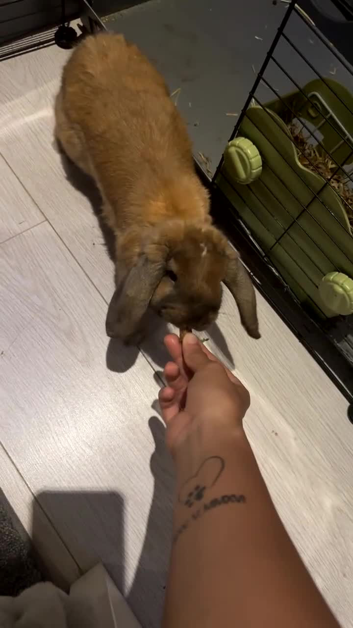 Mini Lop rabbits for sale: Lovely 1 Year Old Female Mini Lop – Taffy in South Croydon - Video 1