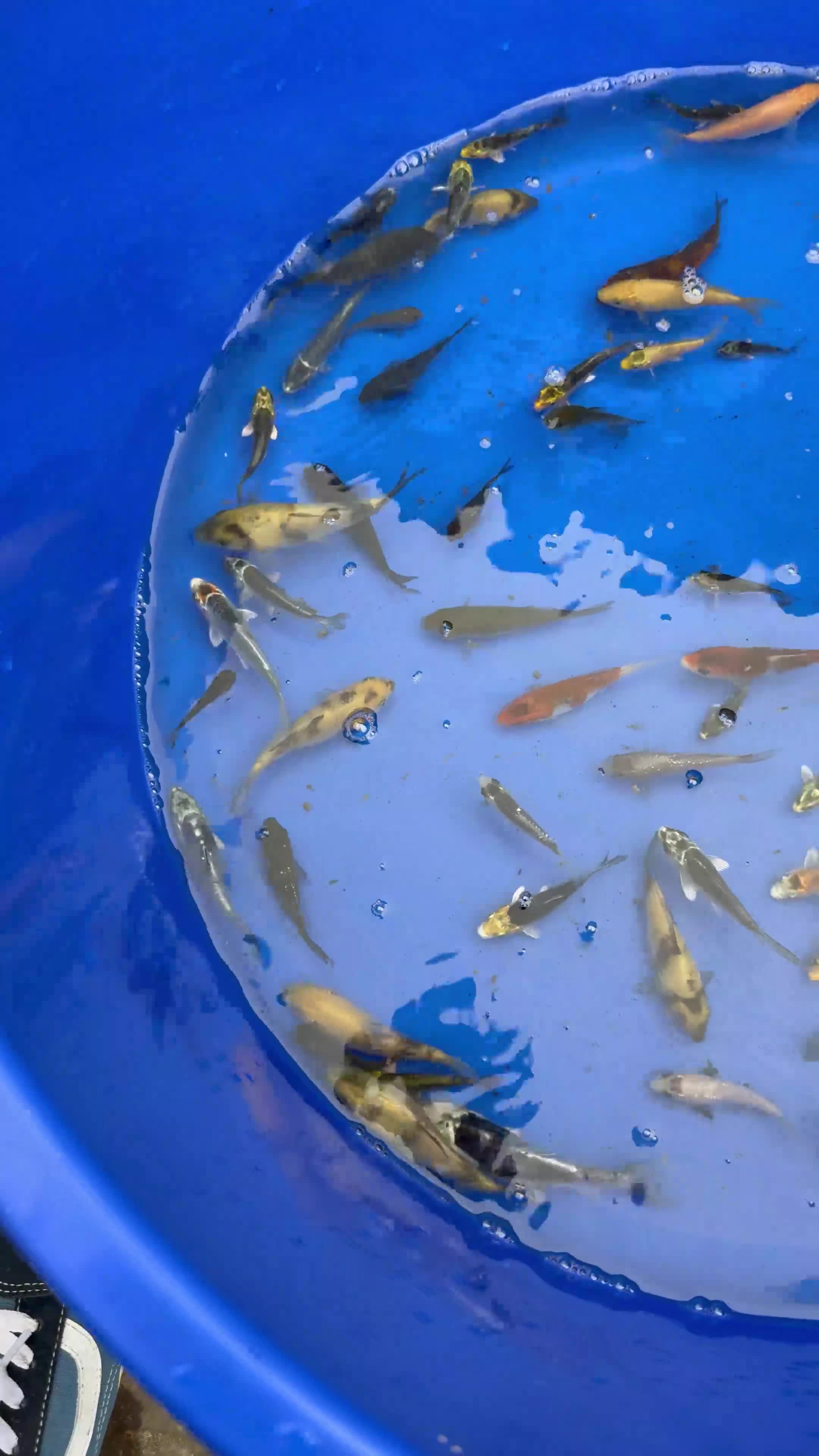 Koi Carp fish for sale: Koi carp - Video 1