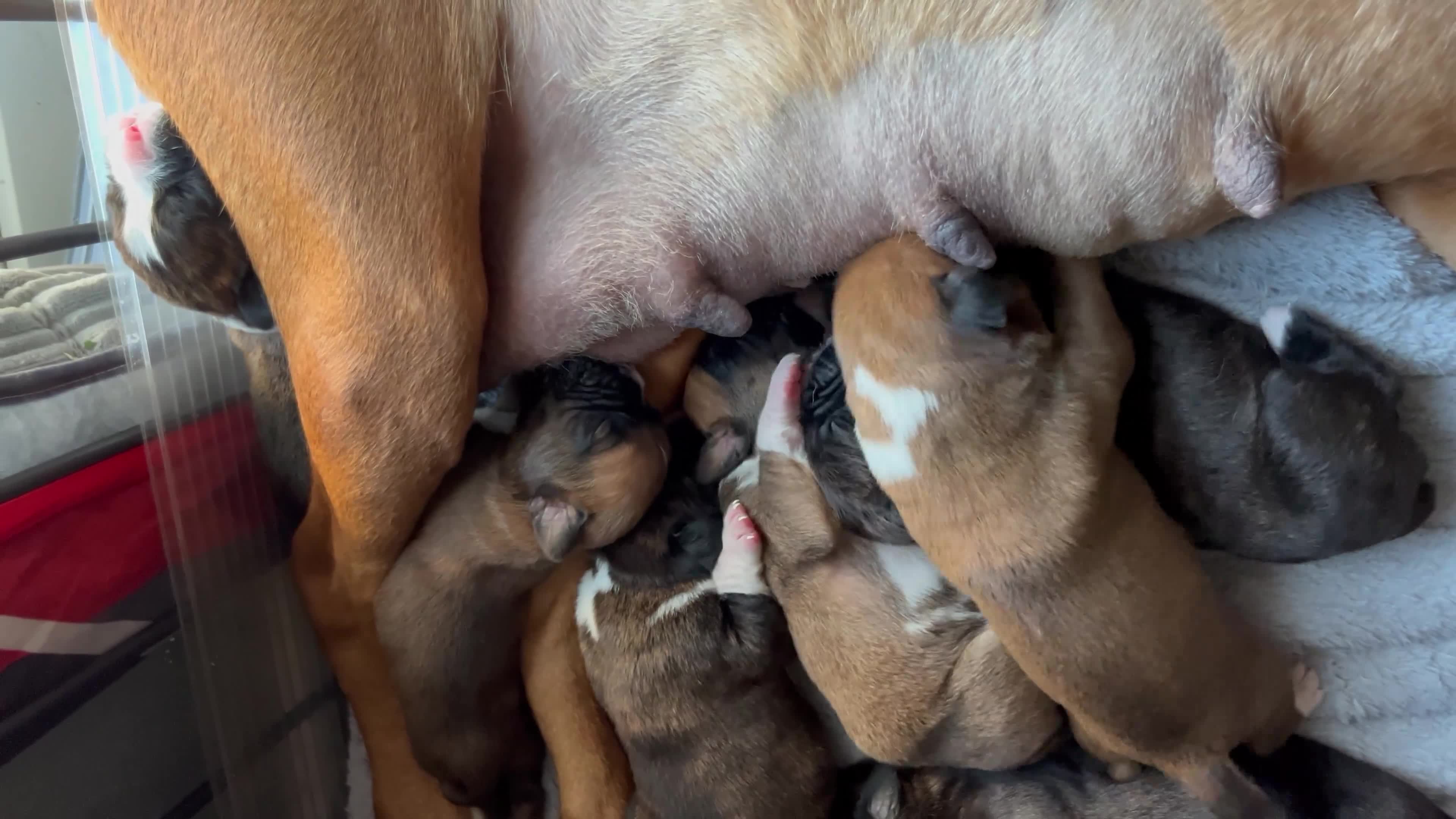 Boxer dogs for sale: Pure bred beautiful boxer litter Bob and long tail - Video 1