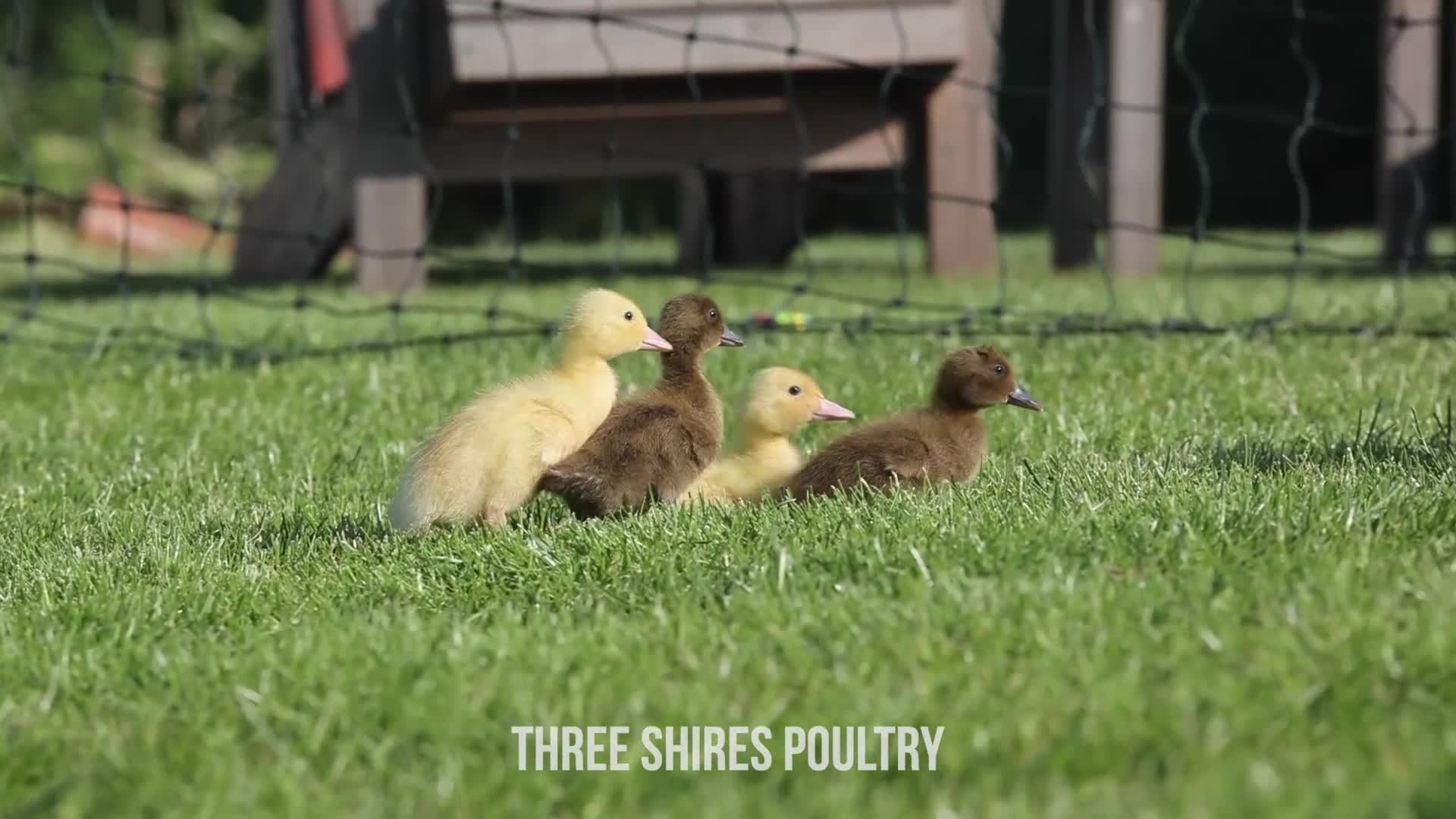 Ducks poultry for sale: Ducklings - Female Cherry Valley  - Video 1