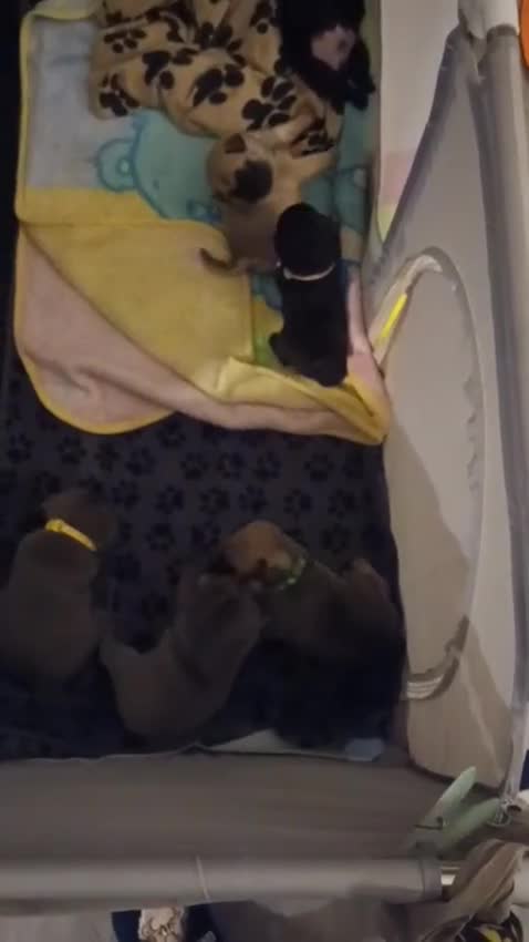 Frug dogs for sale: 6 beautiful frug puppies.  - Video 5