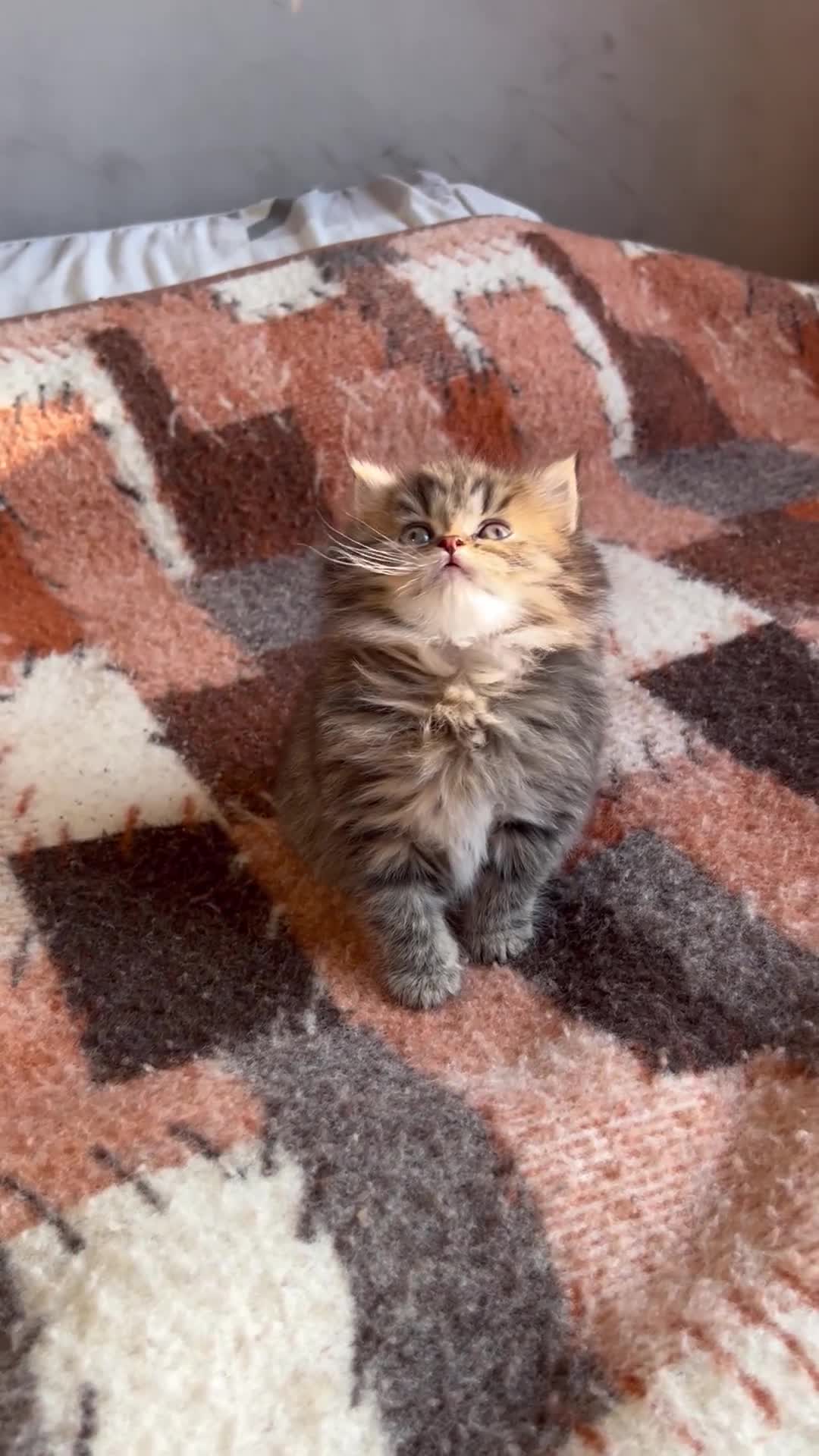 British Longhair cats for sale: (Last One) TICA & GCCF B.L.H Male - Video 1