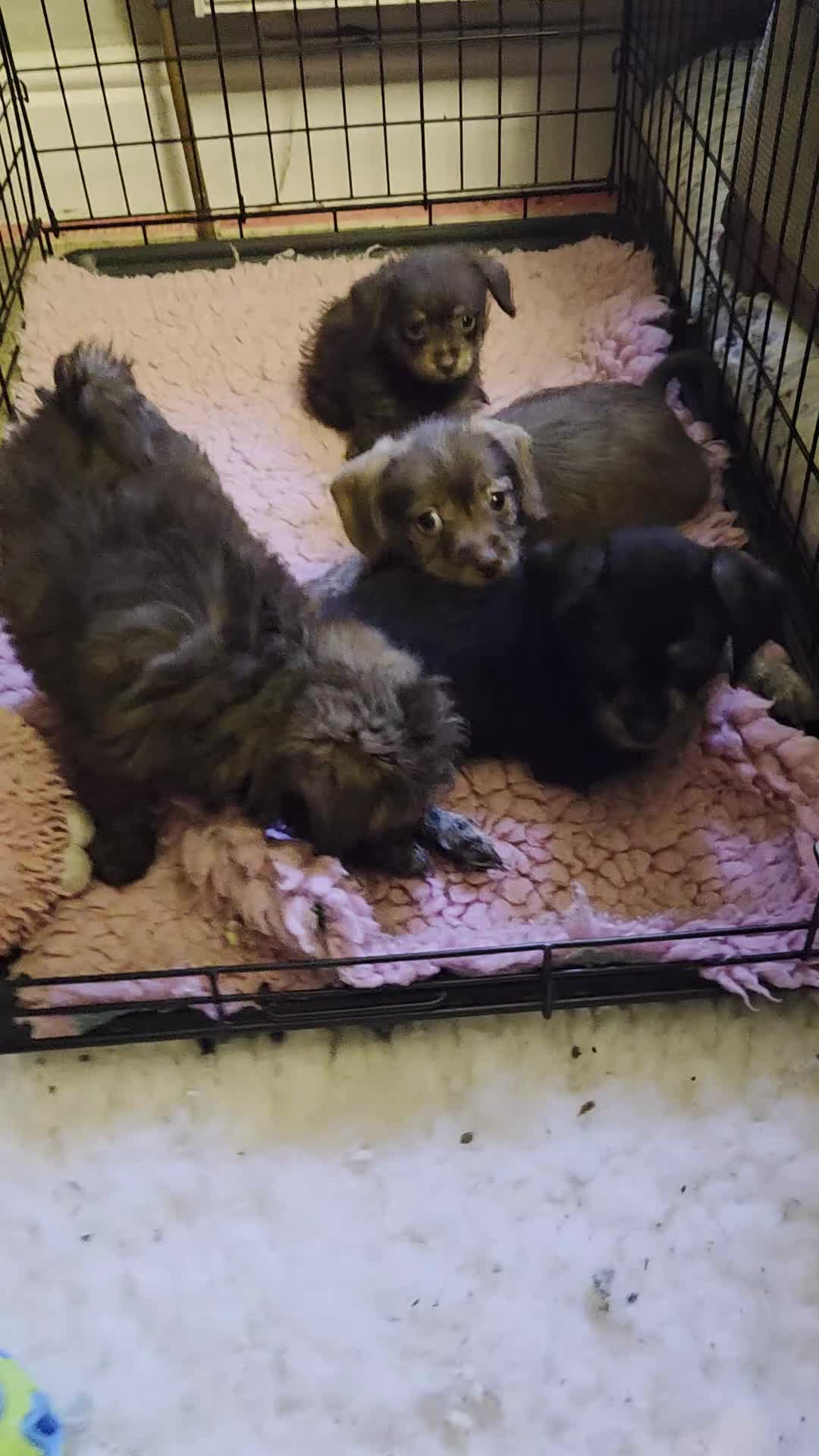 Mixed Breed dogs for sale: Chizer Puppies  in Huddersfield - Video 2