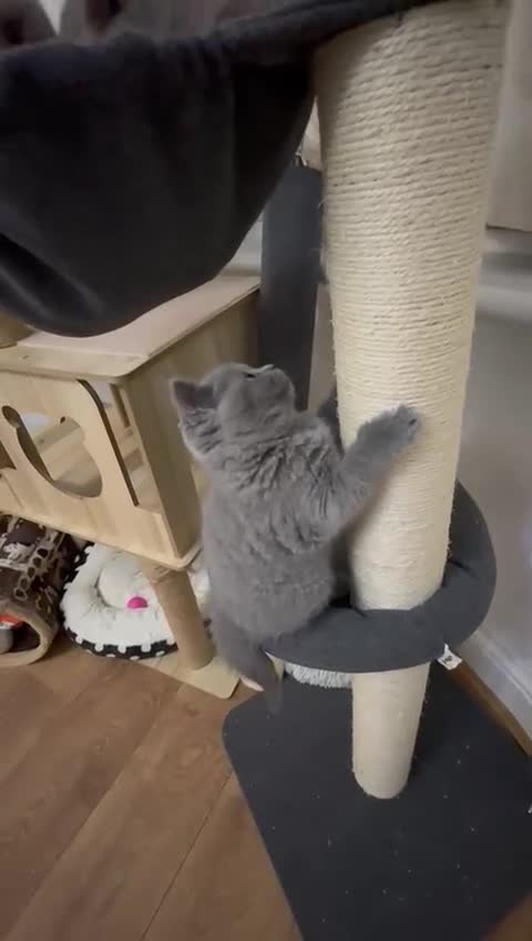 British Shorthair cats for sale: British ShortHair 🐈‍⬛ - Video 2