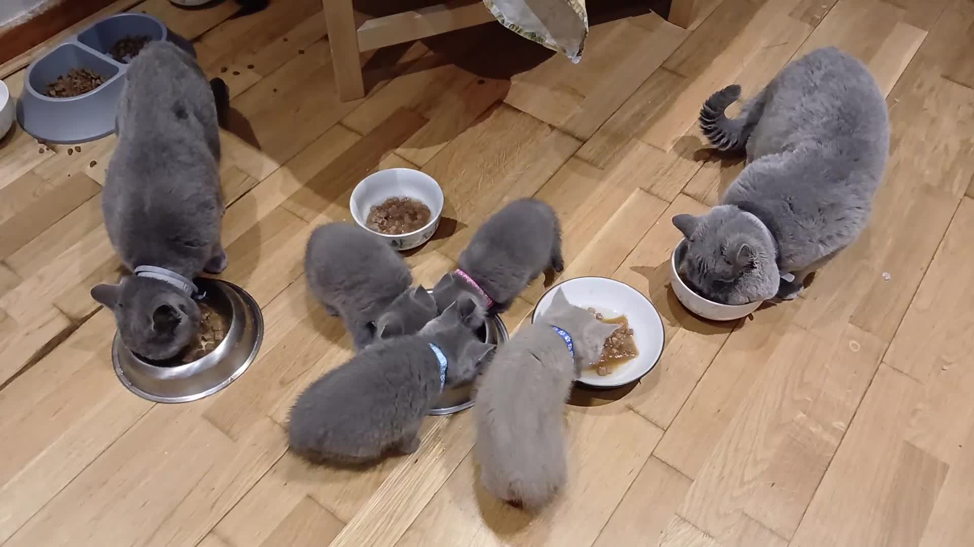 British Shorthair cats for sale: Full Pedigree stunning British Shorthair kittens  - Video 4