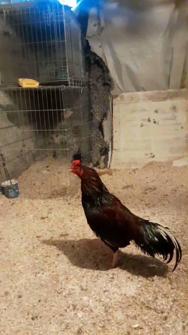 Mixed Breed poultry for sale: Aseel murga fighter  - Video 2
