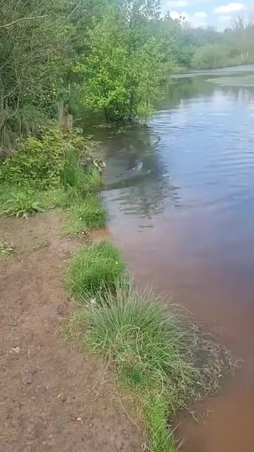 English Bulldog dogs for sale: Dogs for sale - Video 2