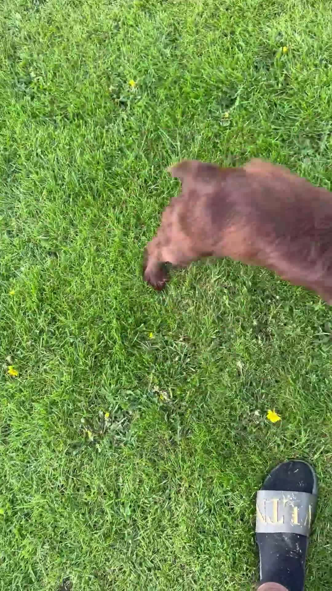 Cocker Spaniel dogs for sale: Pedigree health tested 5 generation pup available  - Video 2