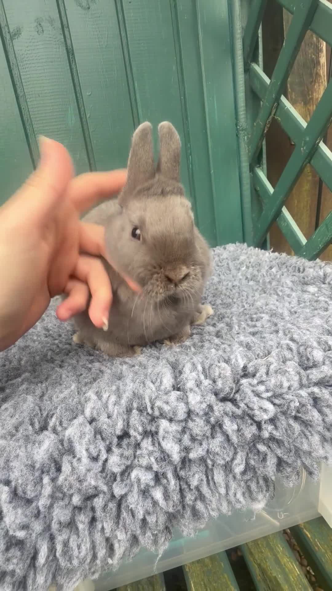 Netherland Dwarf rabbits for sale: Lilac Self Buck - Video 1
