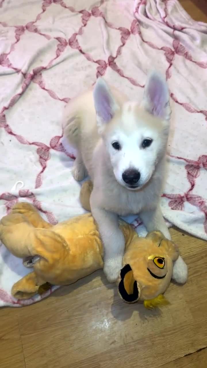 Siberian Husky dogs for sale: Siberian husky  - Video 1