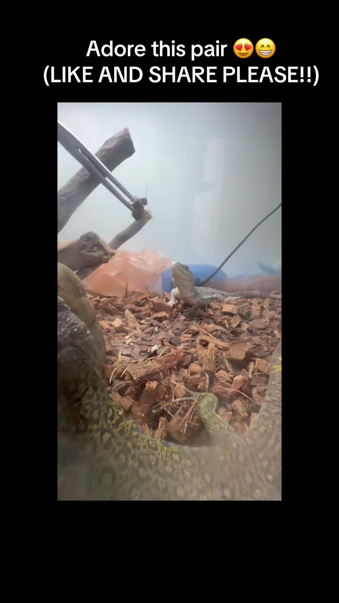 Lizard reptiles for sale: M/f European eyed lizards  - Video 1