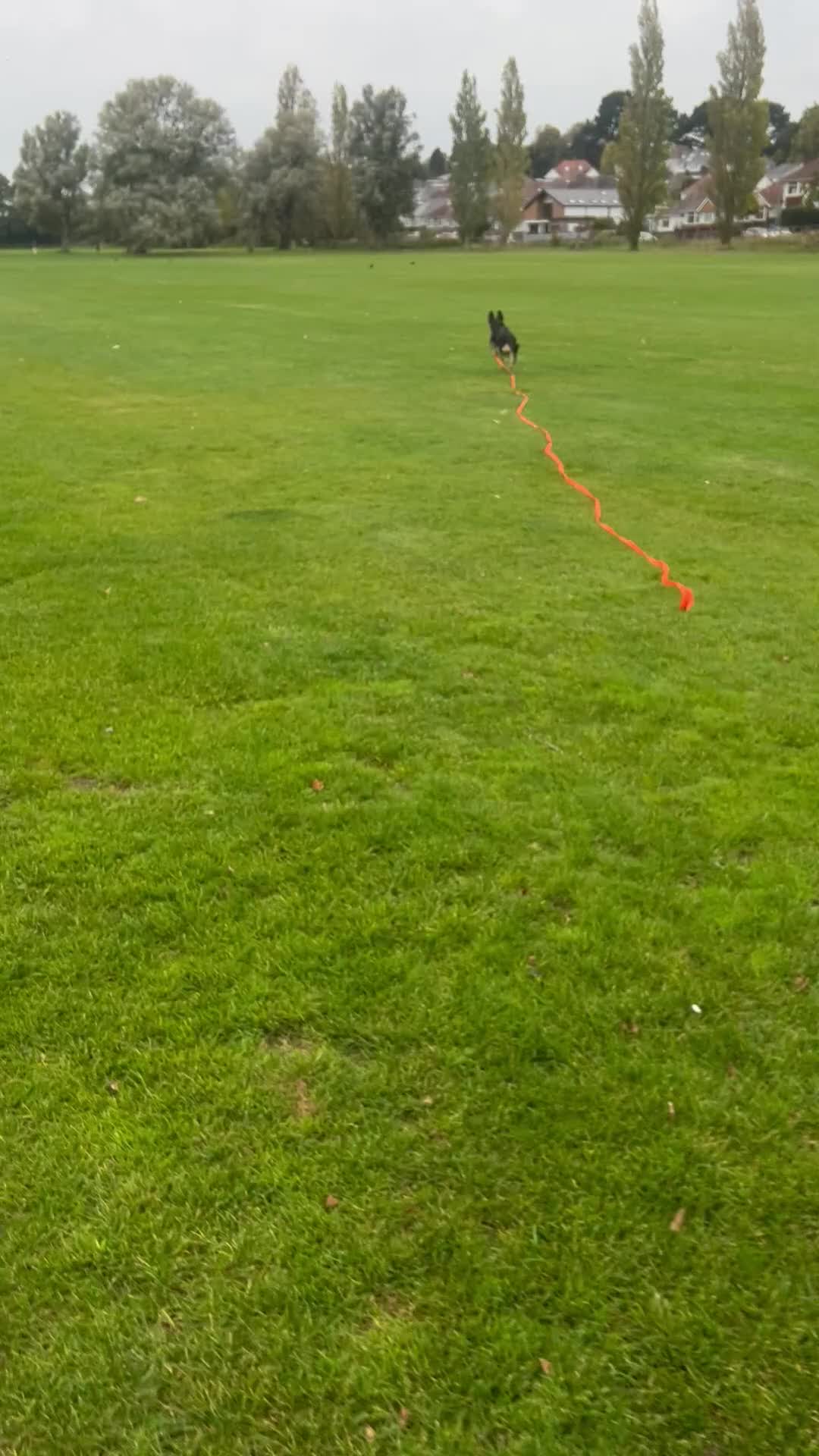 Mixed Breed dogs for sale: French Bulldog Cross  - Video 3