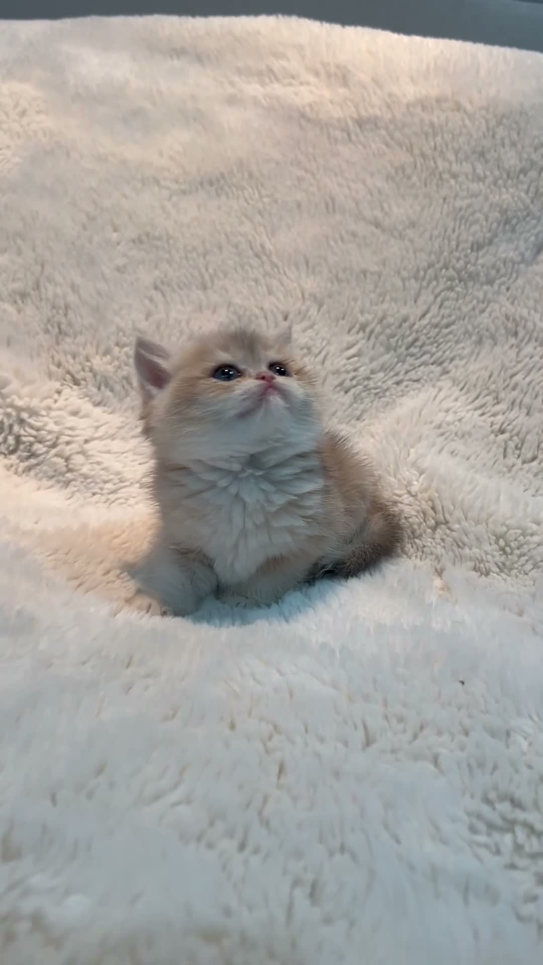 British Shorthair cats for sale: Very rare colours Golden British Shorthairs - Video 1