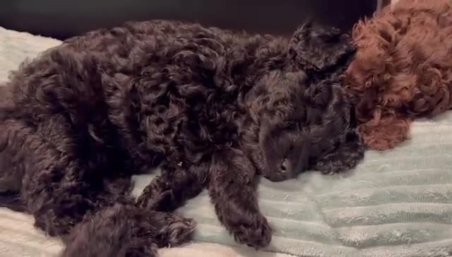 Cockapoo dogs for sale: Beautiful Cockerpoo F2b Puppies - Video 2