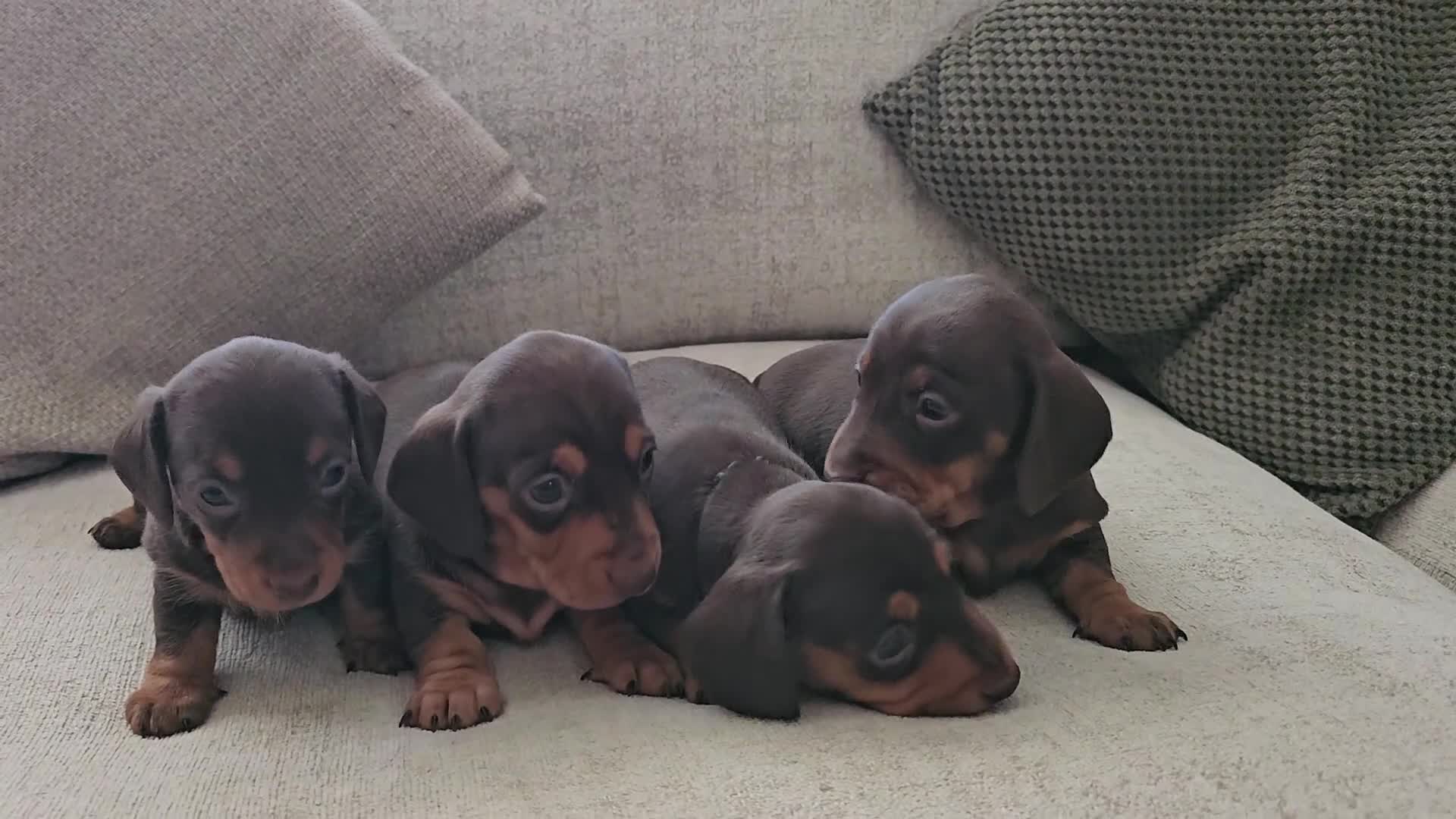 Miniature Dachshund dogs for sale: Miniature Dachshund Chocolate/Tan KC Reg Puppies - Video 1