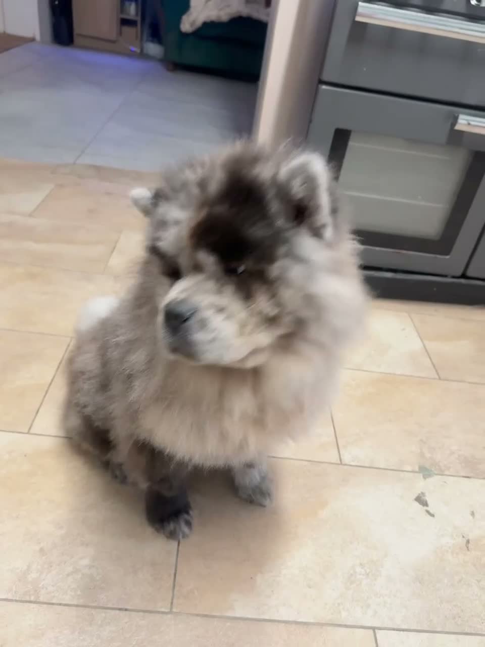 Chow Chow dogs for sale: Poe the 18 month old Lilac Merle boy Chow Chow - Video 2