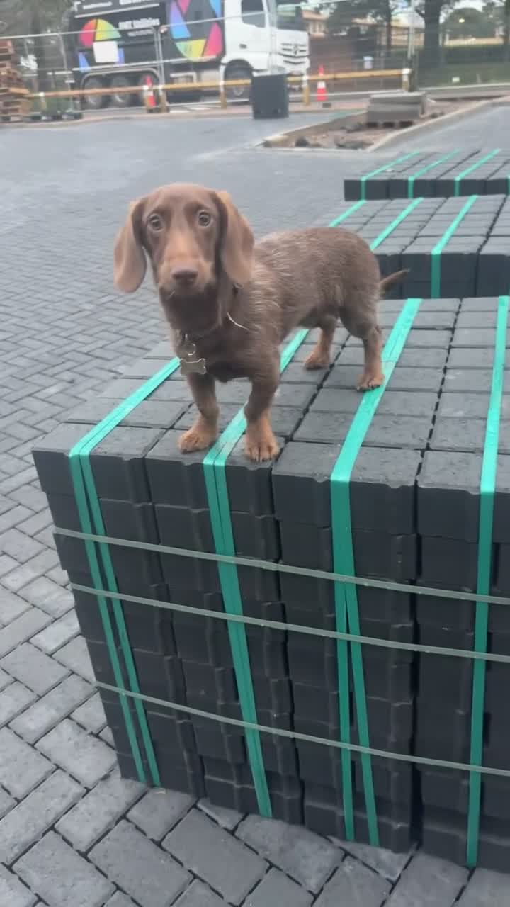 Doxiepoo dogs for sale: Dachshund/miniature poodle (benson)  - Video 1