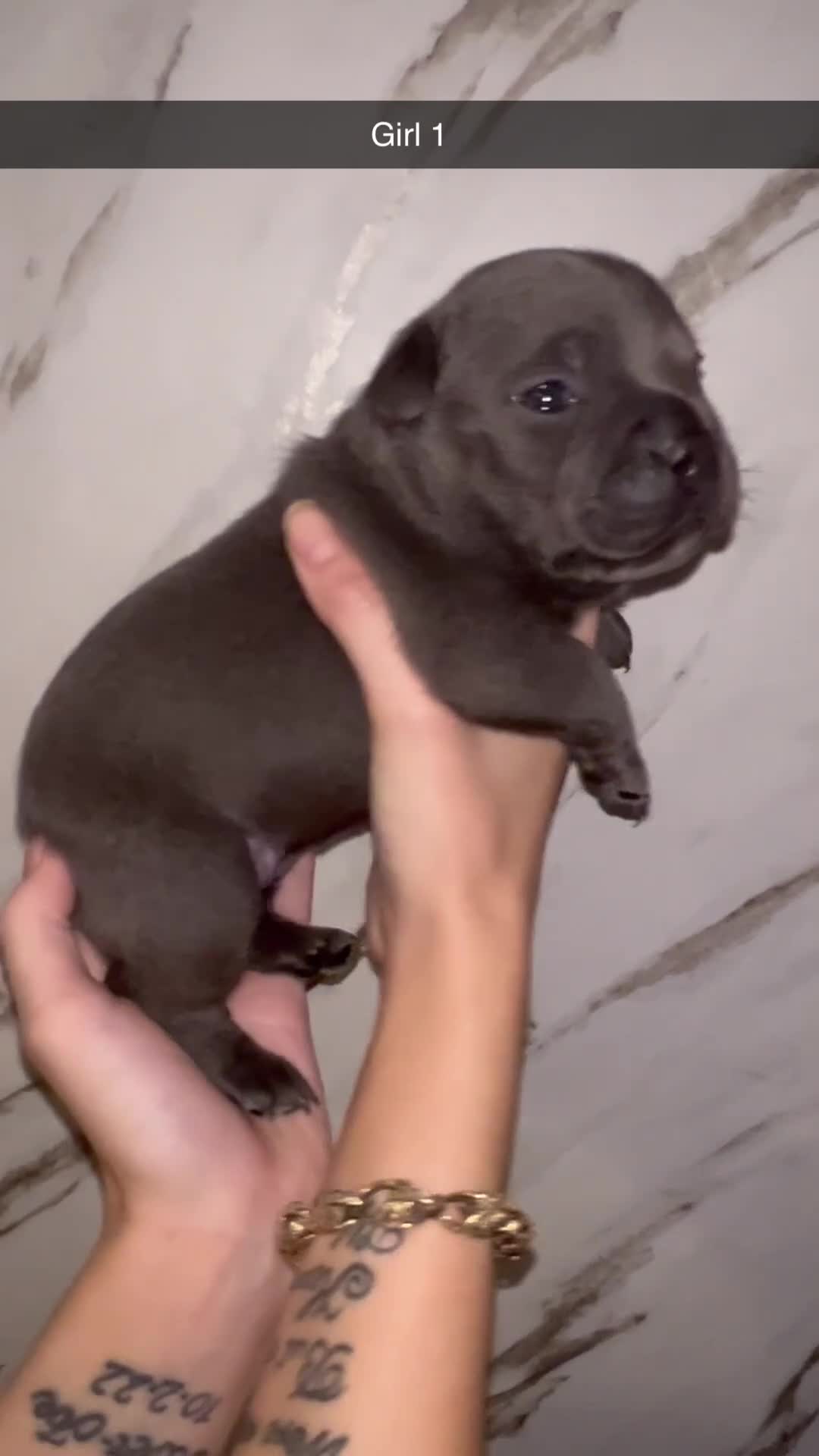 Staffordshire Bull Terrier dogs for sale: Champion lines Staffordshire bull terrier pups  - Video 1