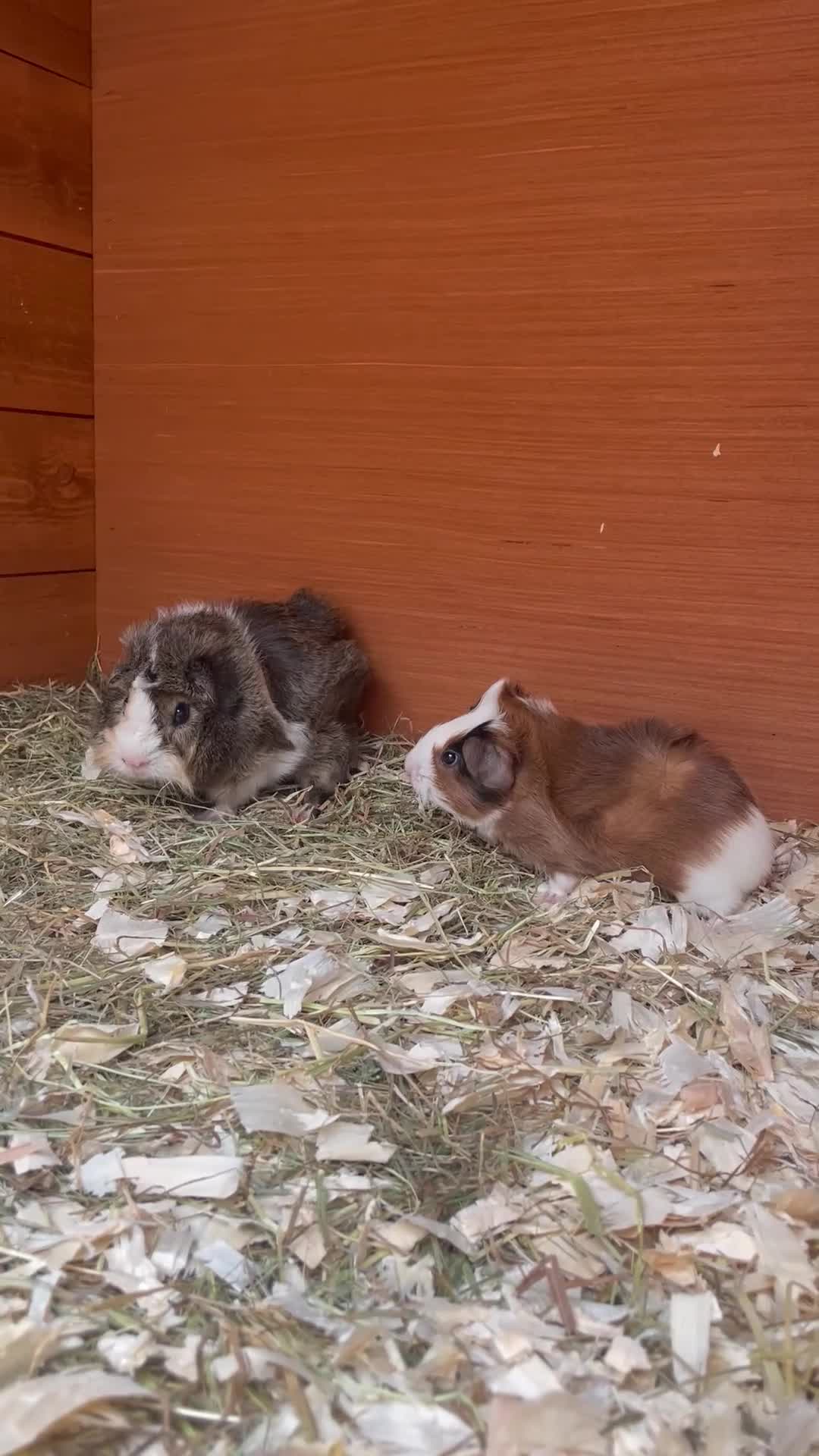 Guinea Pig rodents for sale: Gorgeous mixed breed Guinea Pigs - Video 1