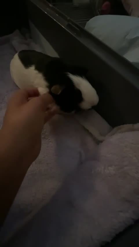 Guinea Pig rodents for sale: Guinea pigs  - Video 1