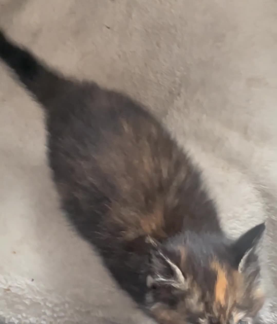 Mixed Breed cats for sale: 3 kittens  in Eastleigh - Video 1