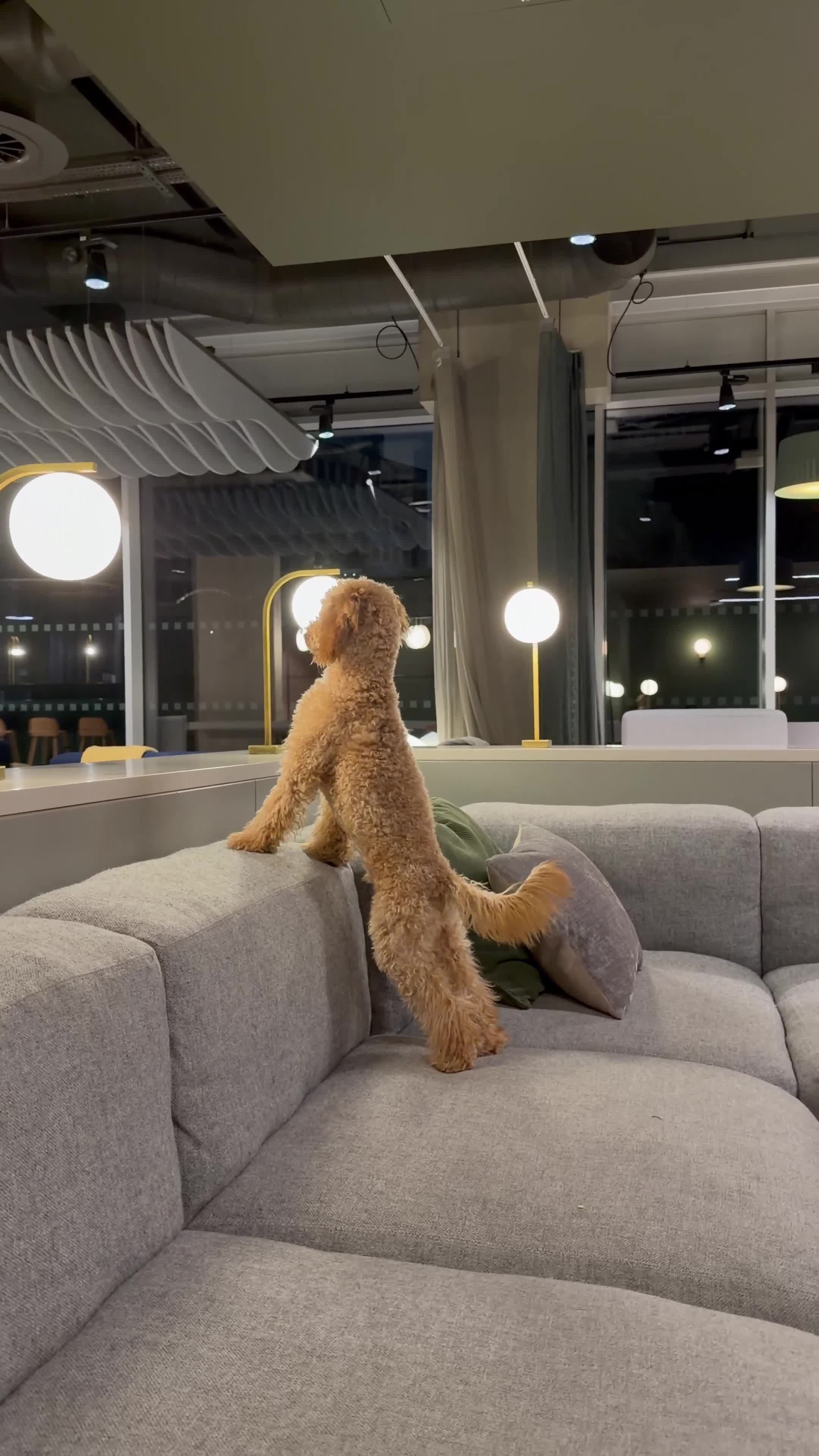 Miniature Poodle dogs for sale: Dog for Sale – trained & Comes with Accessories - Video 2