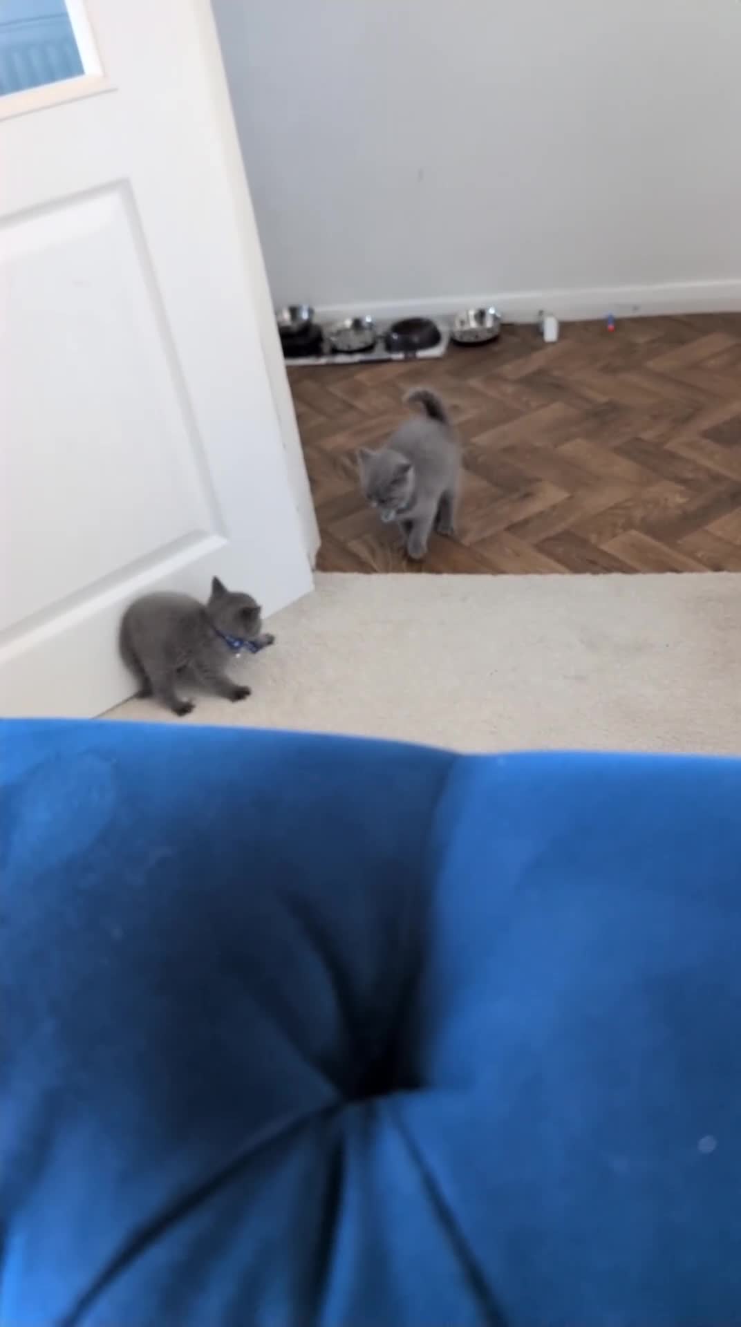 British Shorthair cats for sale: Full Pedigree British ShortHair  in York - Video 1