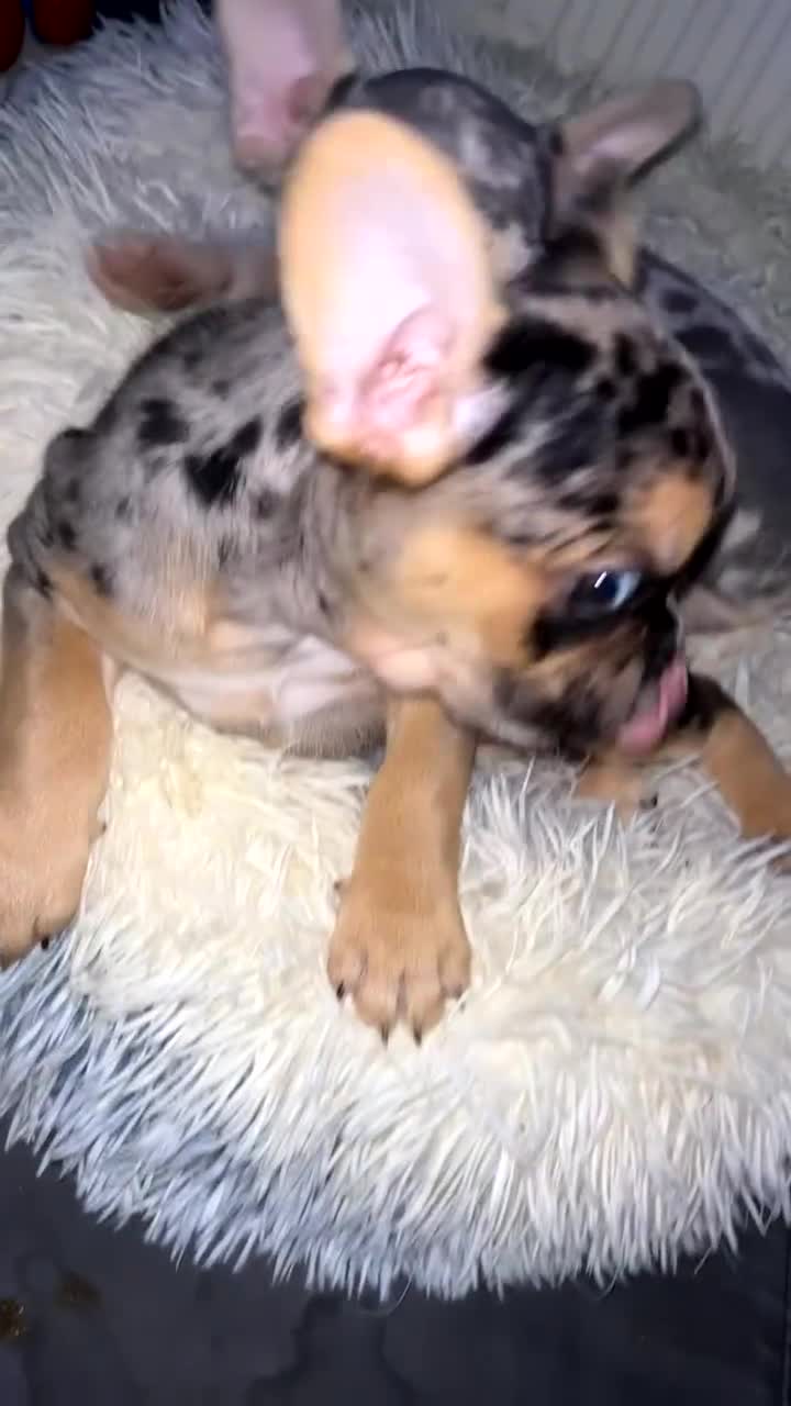 French Bulldog dogs for sale: French bulldog puppies fluffy carriers  - Video 2