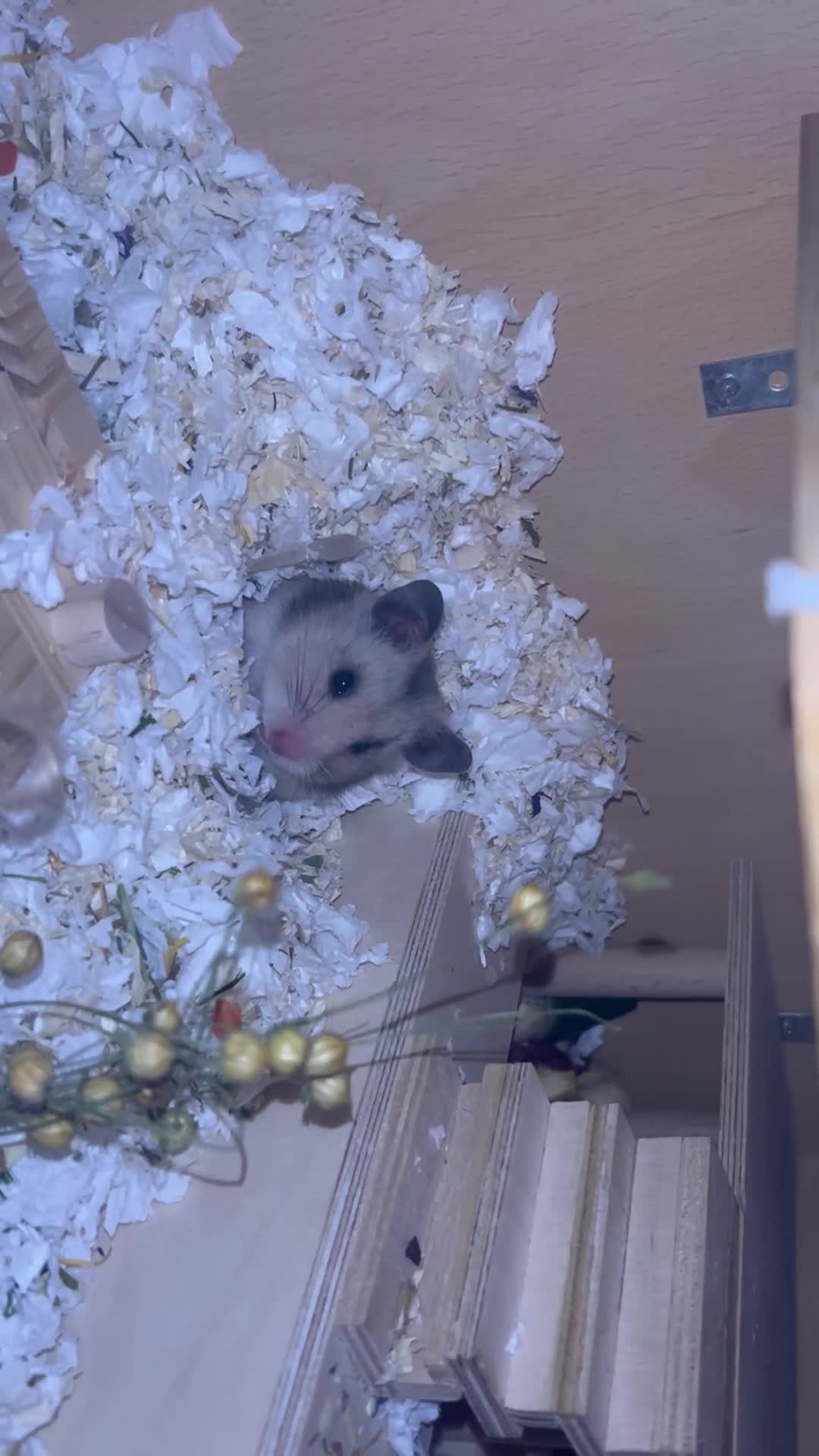 Hamster rodents for sale: Female hamster  - Video 1