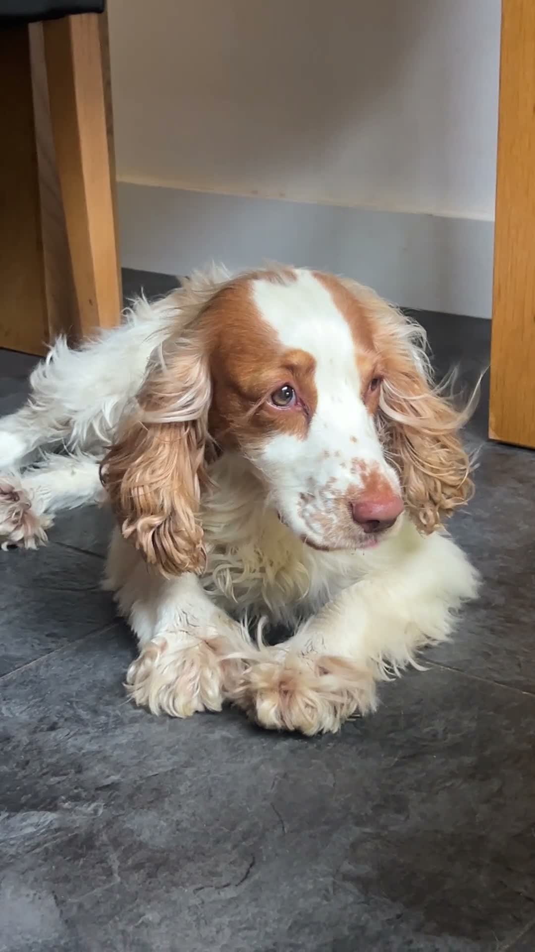 Cocker Spaniel dogs for sale: 5 Year Old Female Cocker Spaniel  - Video 1