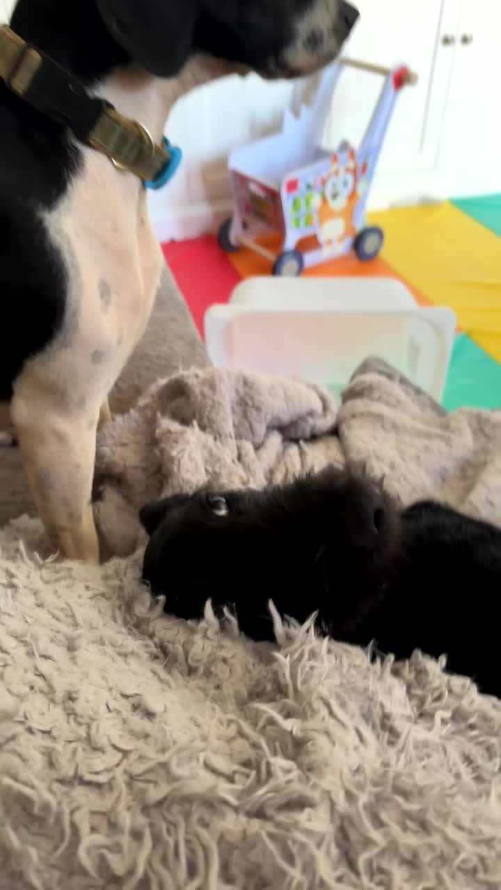 Mixed Breed dogs for sale: Female German Wirehaired Sprointer (11 Months) - Video 2
