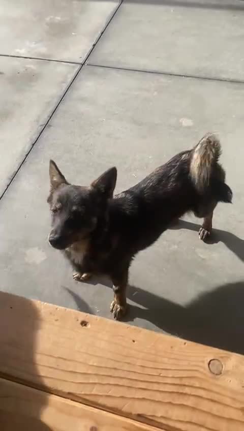 Mixed Breed dogs for adoption: Beatrice, 2 yrs approx. Available for adoption. - Video 1