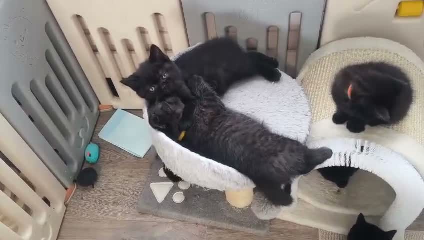 British Shorthair cats for sale: Beautiful Black BSH Kittens £995 GCCF ready 18/9 - Video 2