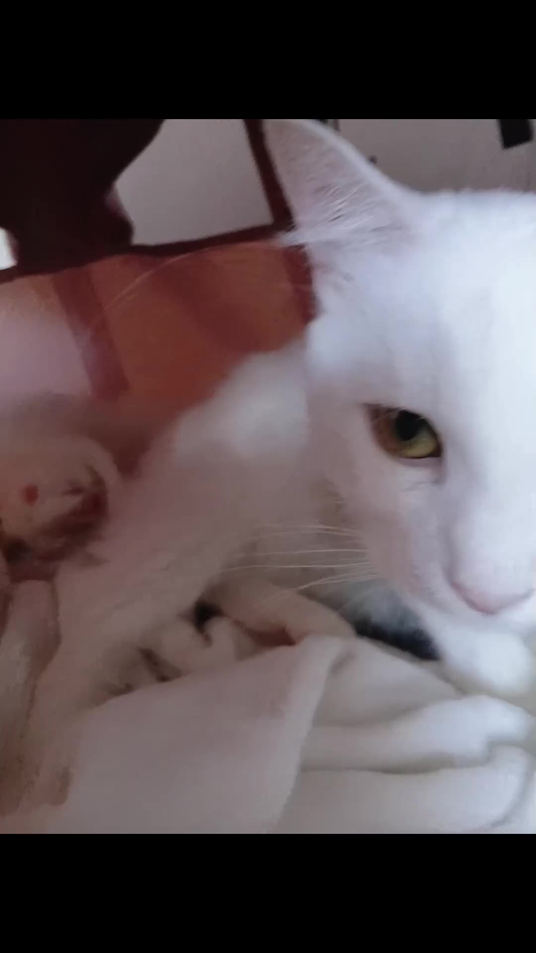 Turkish Angora cats for sale: Ragdoll mix Turkish Angora Kittens  in Batley - Video 1