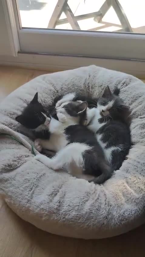 Domestic Shorthair cats for sale: Kittens looking for a new home  - Video 1