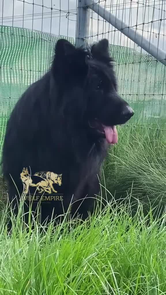 German Shepherd dogs for sale: ⭐️Beautiful long coat German Shepherd  puppies ⭐️ - Video 1