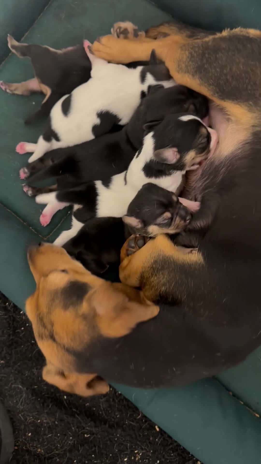 Mixed Breed dogs for sale: 5 beauties  - Video 1