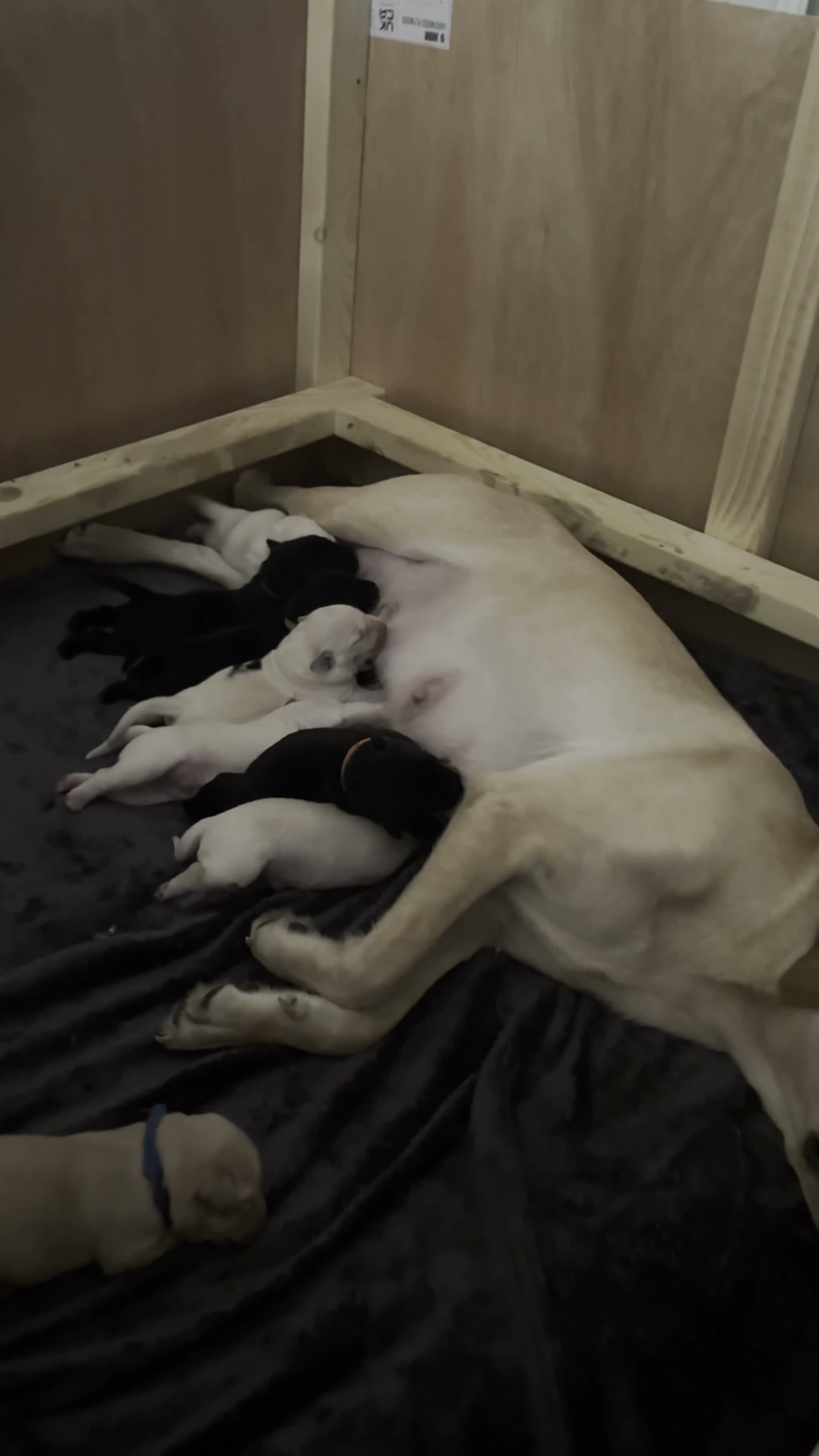 Labrador Retriever dogs for sale: Labrador Puppies Black & Tan/Yellow Family Raised in Colchester - Video 1