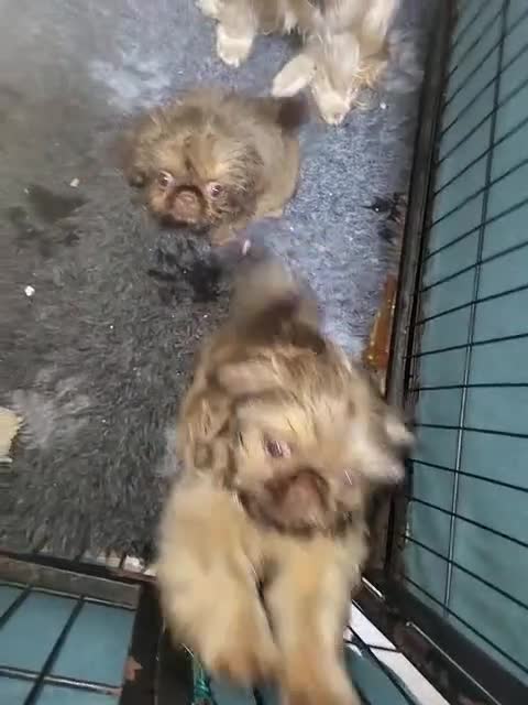 Shih Tzu dogs for sale: shih tzu imperial small girl & boy choc orange  - Video 1