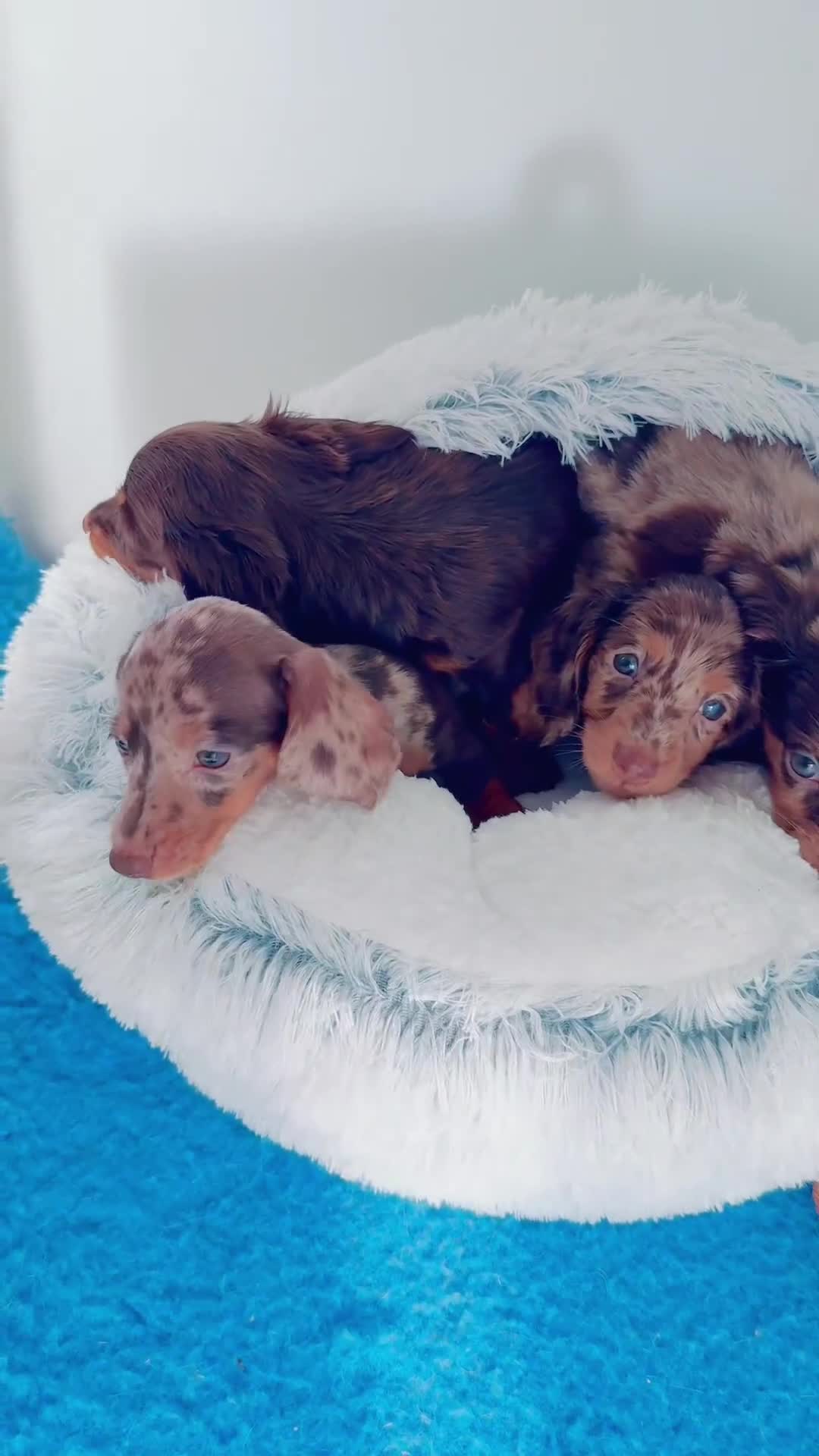 Miniature Dachshund dogs for sale: Pick of litter Choc & tan longhair miniature ⭐️   - Video 1