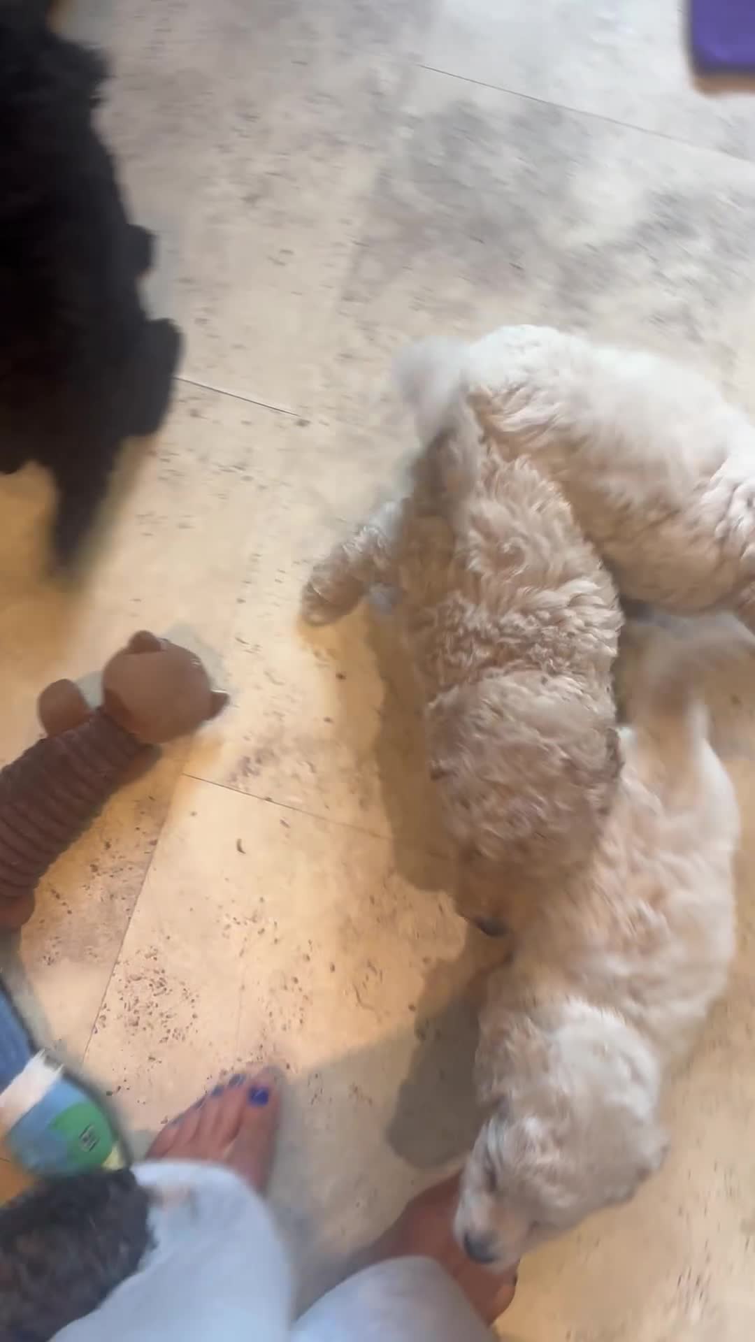 Cavapoo dogs for sale: Exceptional curly coat health tested cavapoo pups in Otley - Video 3