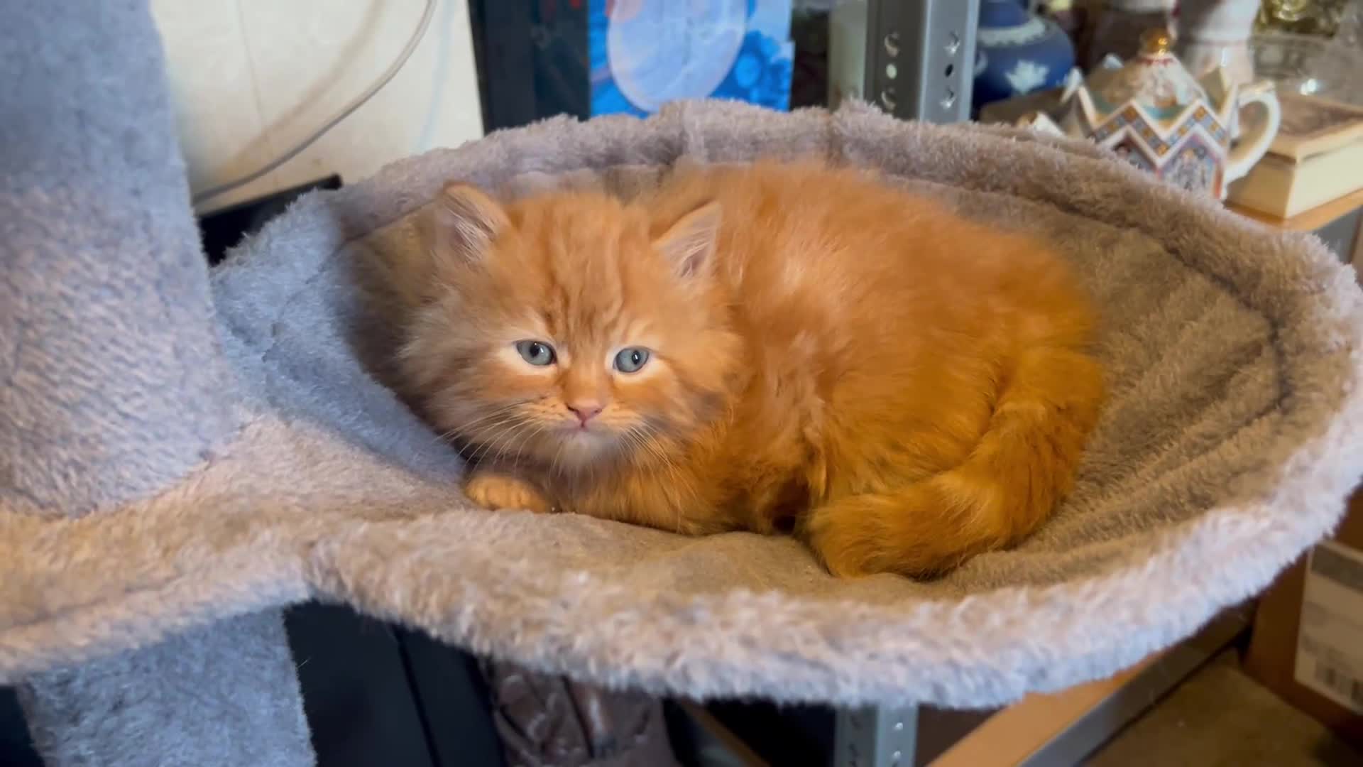 Mixed Breed cats for sale: Persian X Kittens Ready to Leave Now :) - Video 2