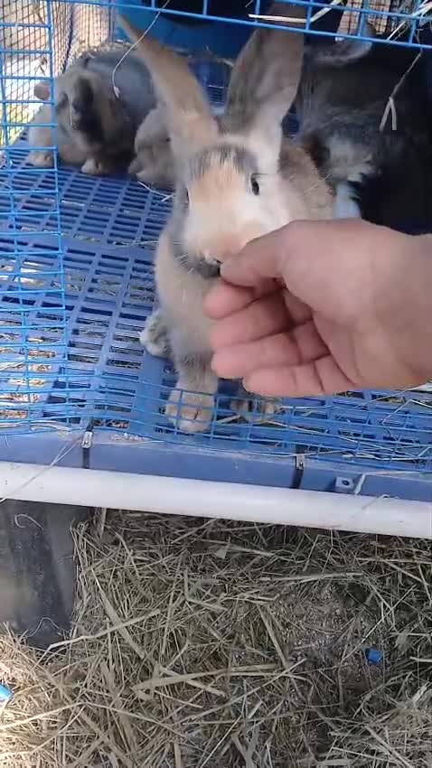 Continental Giant rabbits for sale: Majical pure breeds (Premium) - Video 2