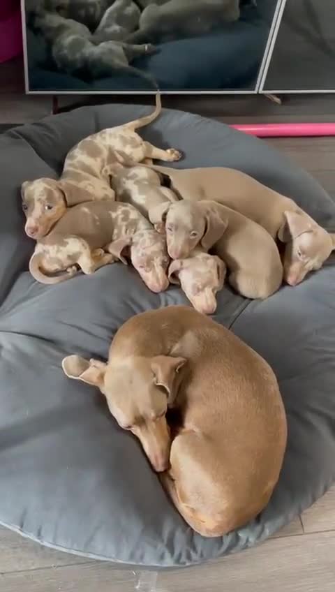 Miniature Dachshund dogs for sale: TRUE MINIATURE DASCHUND BABIES only 5 - Video 1