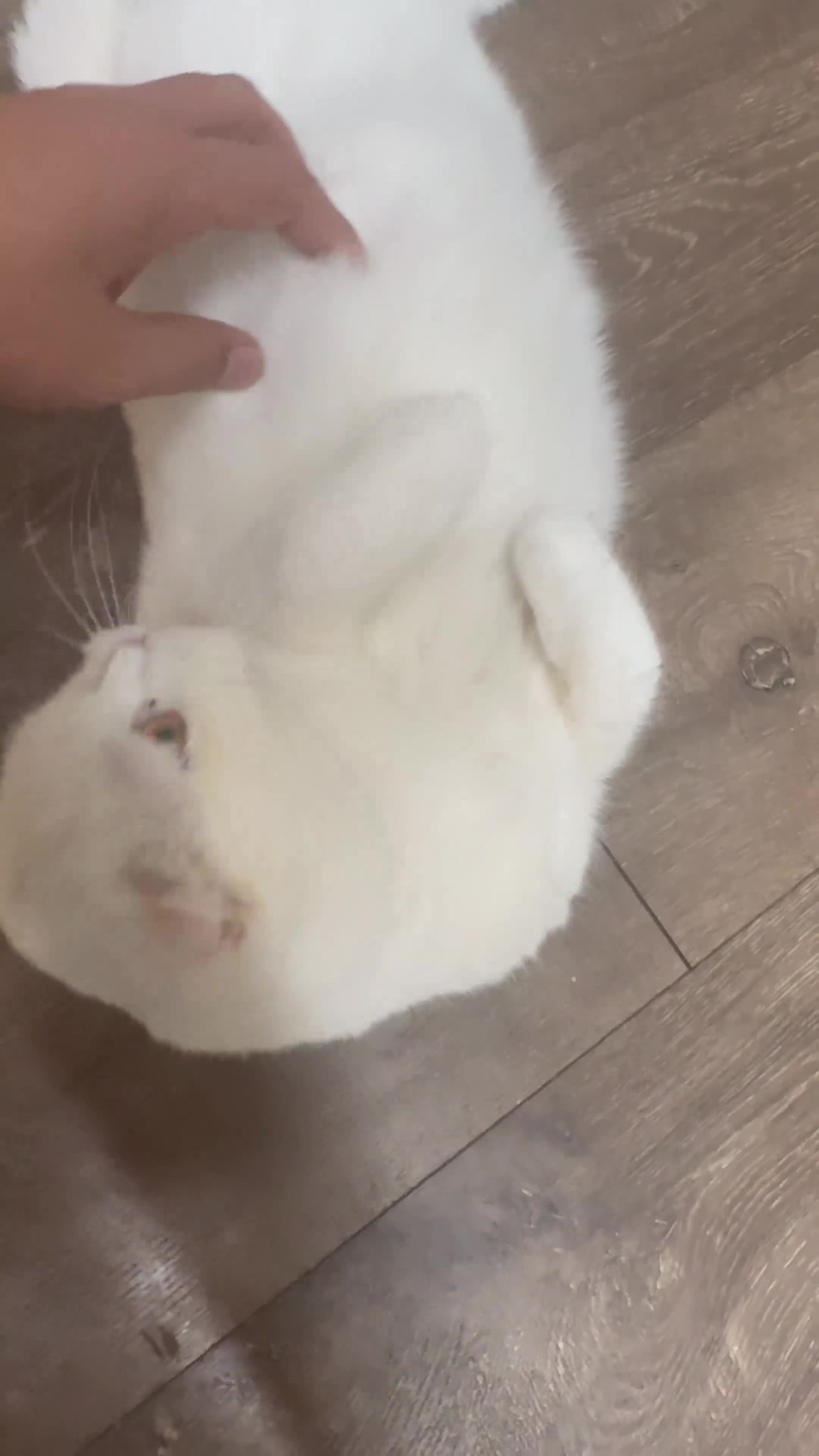 Scottish Fold cats for sale: Scottish Straights & Folds  - Video 1