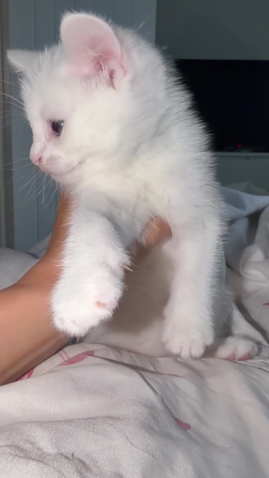 Domestic Shorthair cats for sale: Kittens. - Video 2