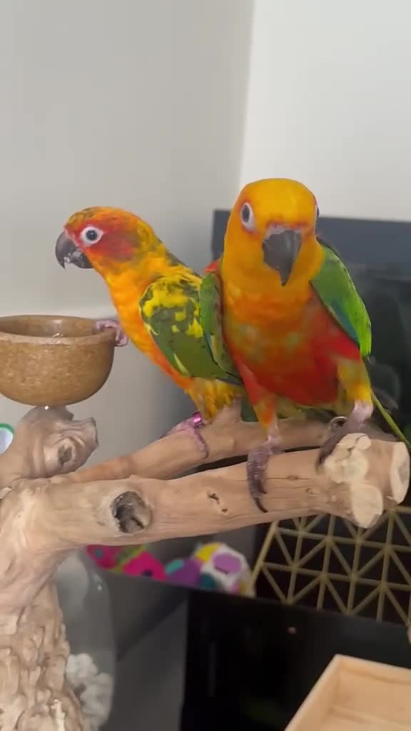 Conures birds for sale: Sun and Jenday Conures for sale in Bedford - Video 1