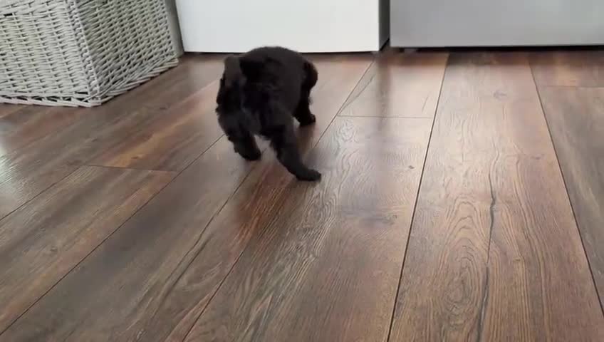 Cockapoo dogs for sale: Beautiful toy size cockatoo girl Puppy - Video 1